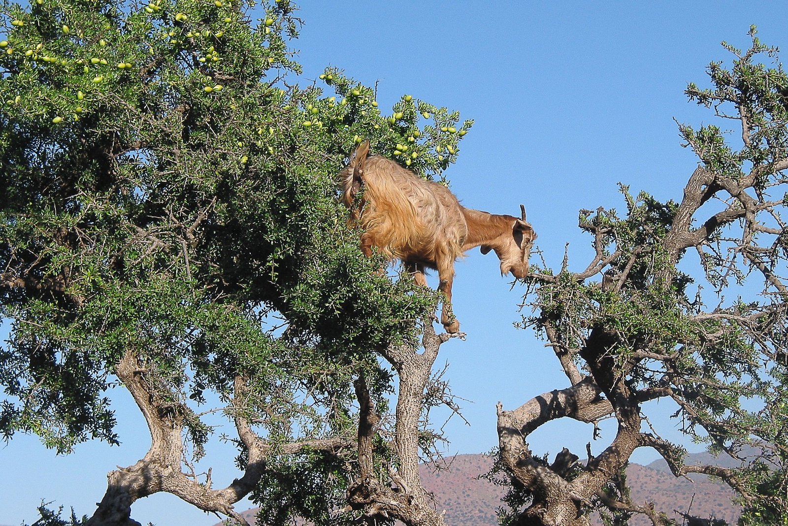 goat in tree essaouira road from agadir