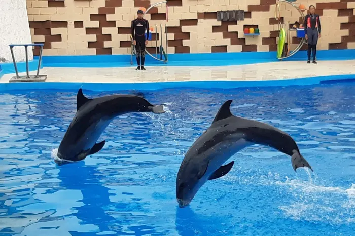 AGADIR DOLPHIN FROM TAGHAZOUT