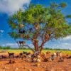 goat on tree agadir