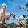 goat on tree in agadir