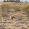 Souss Massa National Park-Tour
