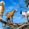 Goats in the Tree morning tour