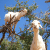 goat in the tree tour in agadir