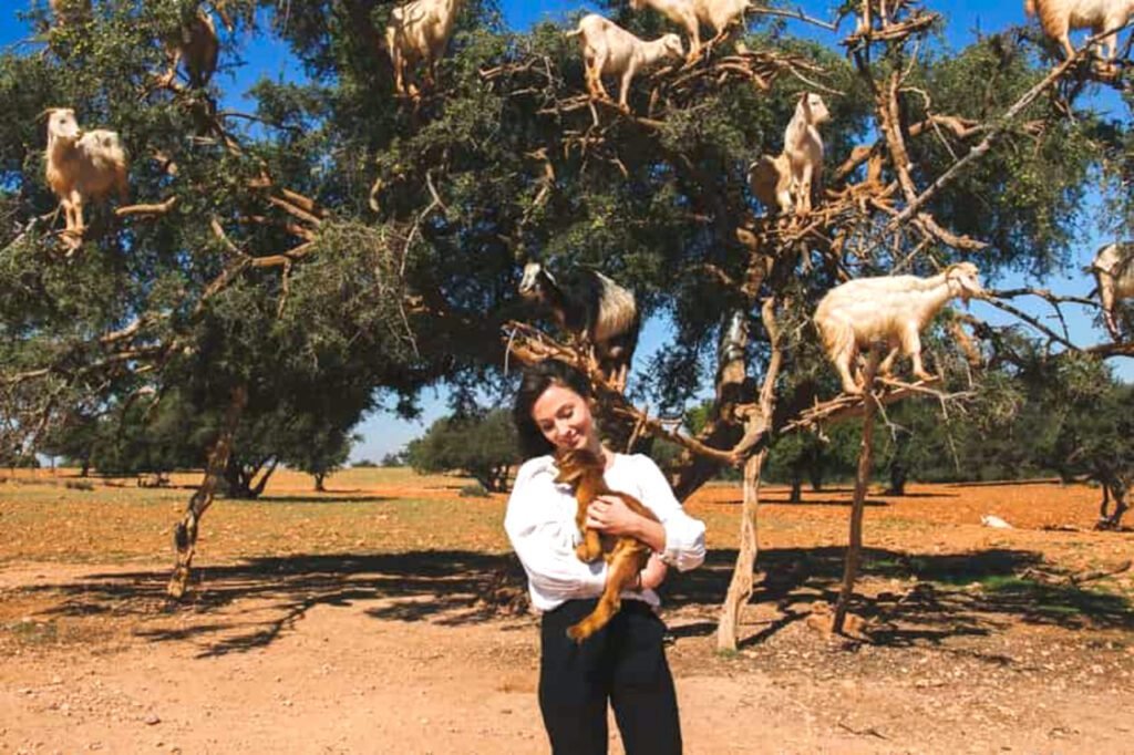 crocopark and goat on tree tour