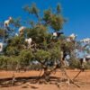 Goats in the Tree Tour - Image 7