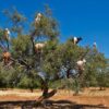 goats on tree 1 Tours in Agadir: Best Excursions, Day Trips & Safaris