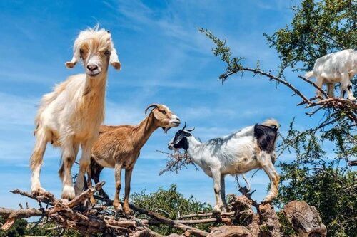 GOATS IN THE TREE