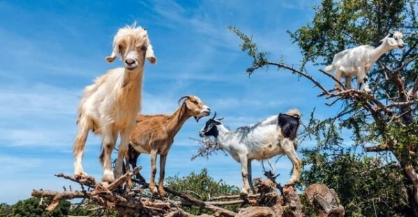 GOATS IN THE TREE