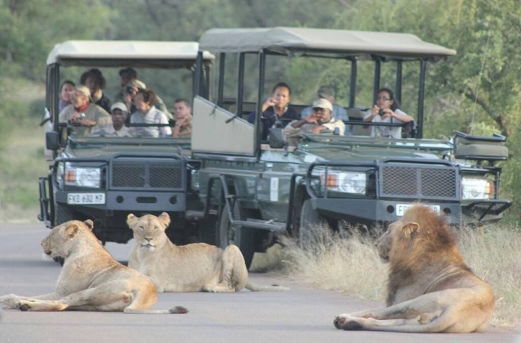 Lion Zoo Safari Agadir