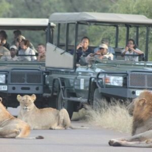 Lion-Zoo-Safari-From-Agadir