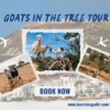 Goats climbing in argan trees as part of the Goats in the Tree Tour.