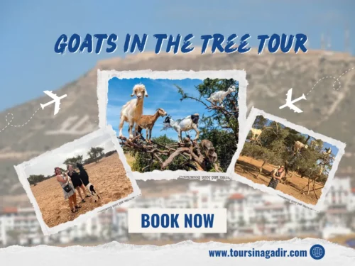 Goats climbing in argan trees as part of the Goats in the Tree Tour.